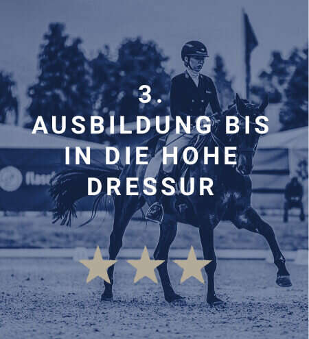 derby academy springpferde ausbildung dressur blau derby academy springpferde ausbildung dressur blau